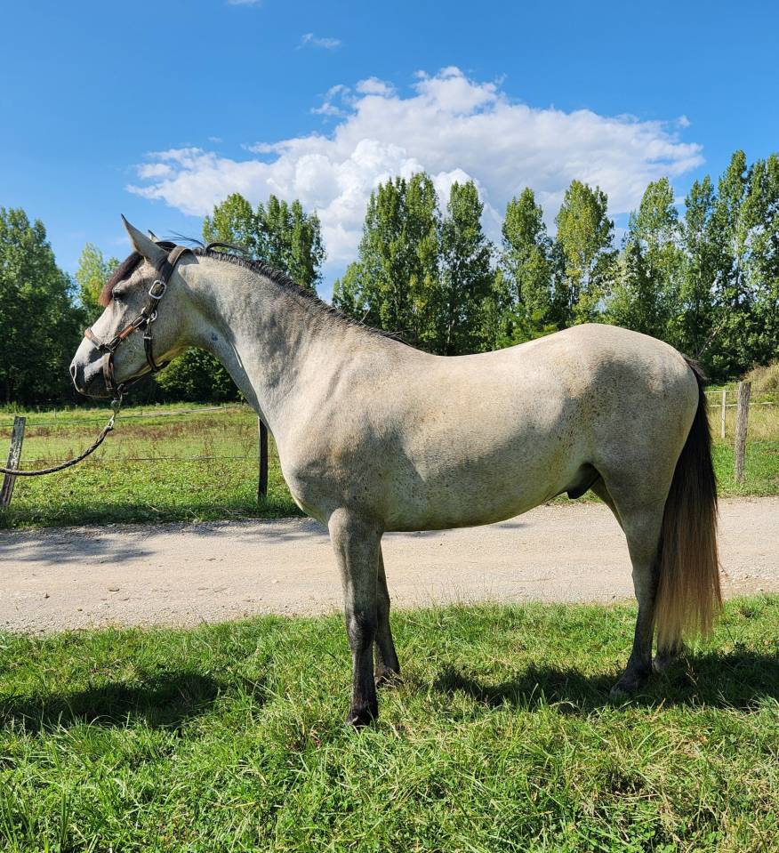 Gelding Origin Recorded For sale 2022 Grey
