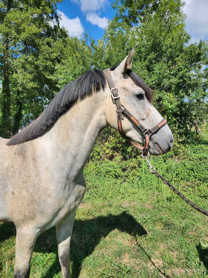 Gelding Origin Recorded For sale 2022 Grey