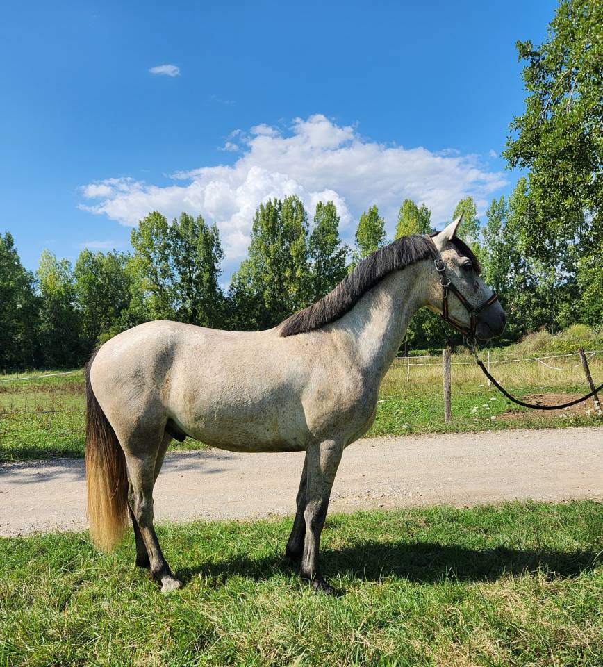 Gelding Origin Recorded For sale 2022 Grey