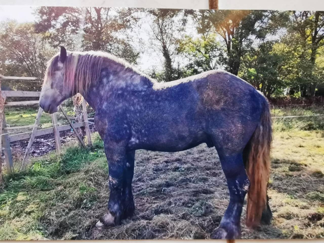 Stallion Draft For sale 2020 Grey