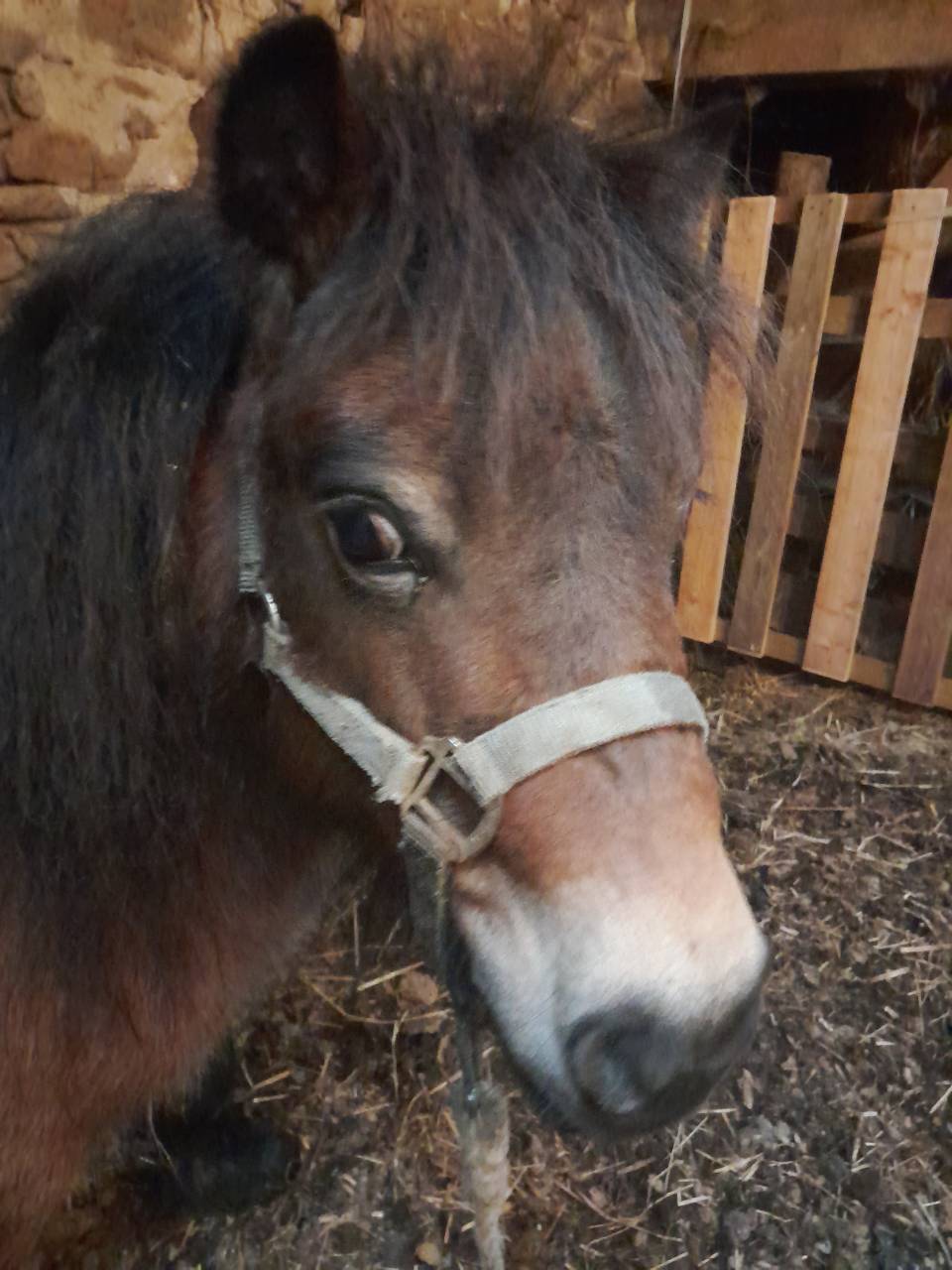 Filly Shetland Pony For sale 2021 Bay