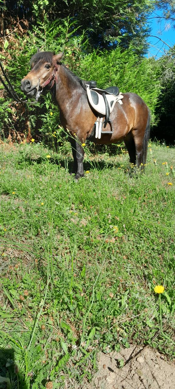 Filly Shetland Pony For sale 2021 Bay