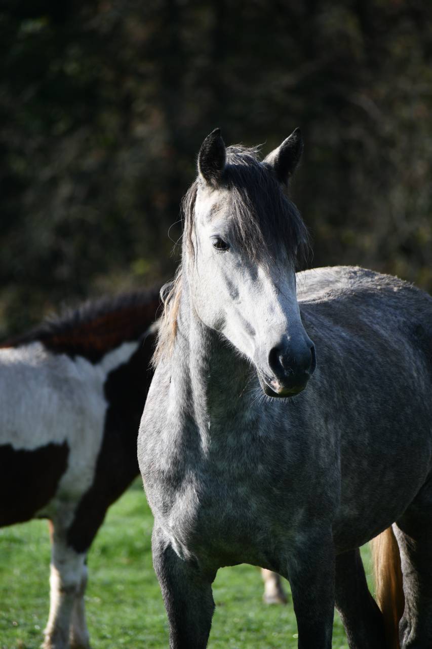 Mare Connemara For sale 2020 Grey