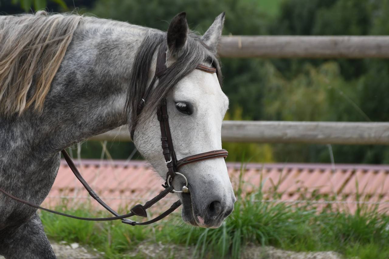 Mare Connemara For sale 2020 Grey