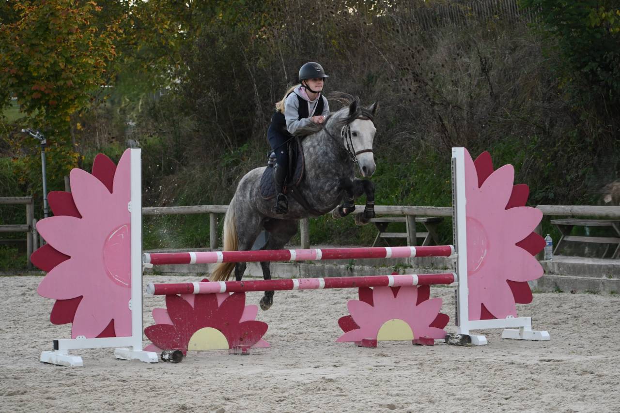 Mare Connemara For sale 2020 Grey