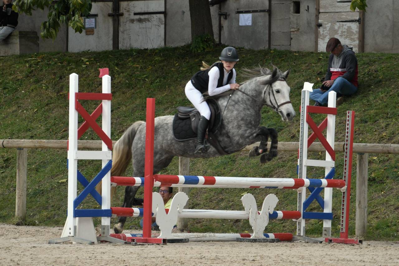 Mare Connemara For sale 2020 Grey