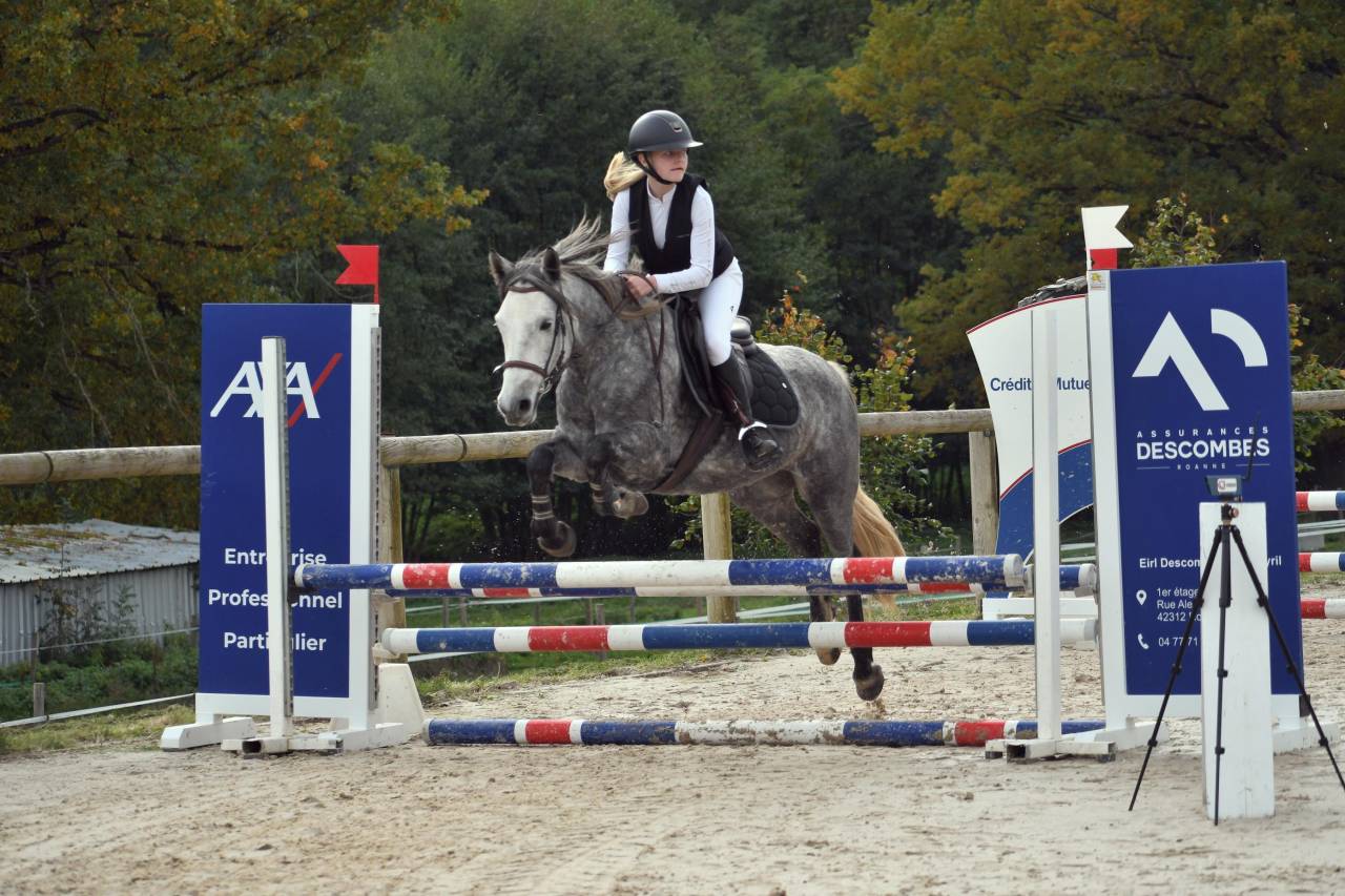 Mare Connemara For sale 2020 Grey