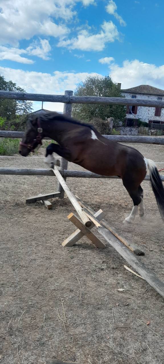 Gelding Welsh Pony (Section A) For sale 2022 Coloured