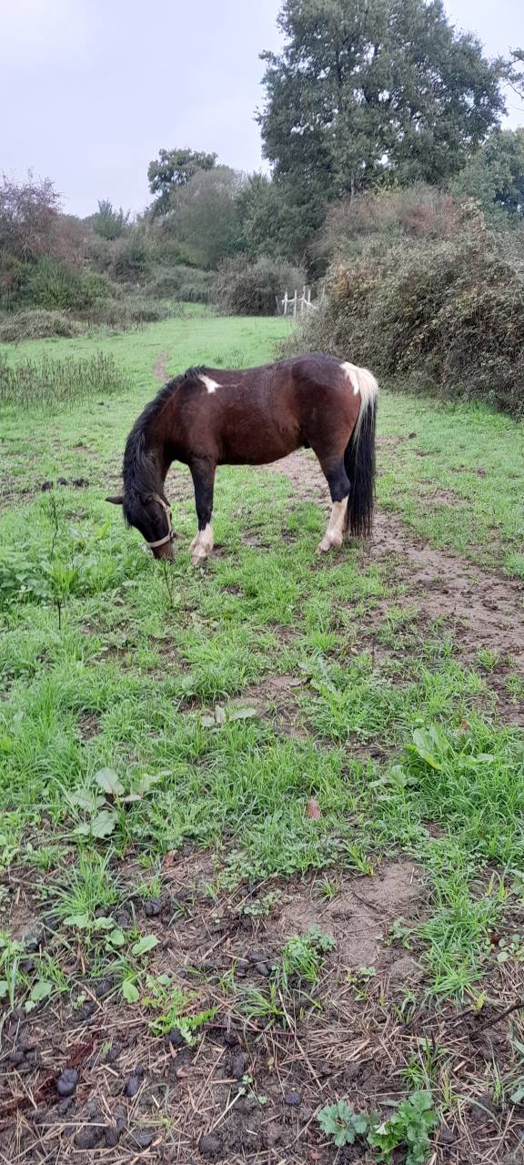Gelding Welsh Pony (Section A) For sale 2022 Coloured