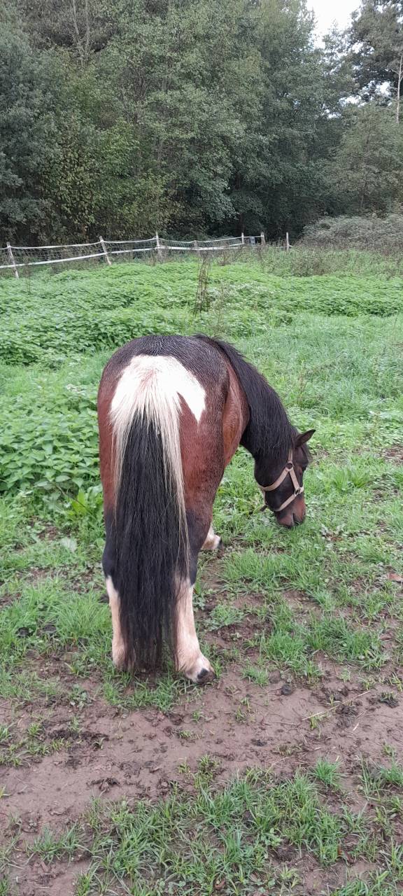 Gelding Welsh Pony (Section A) For sale 2022 Coloured