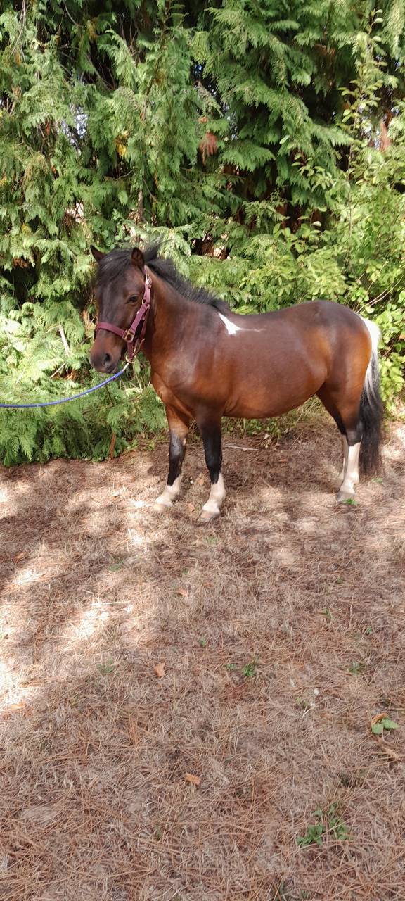 Gelding Welsh Pony (Section A) For sale 2022 Coloured