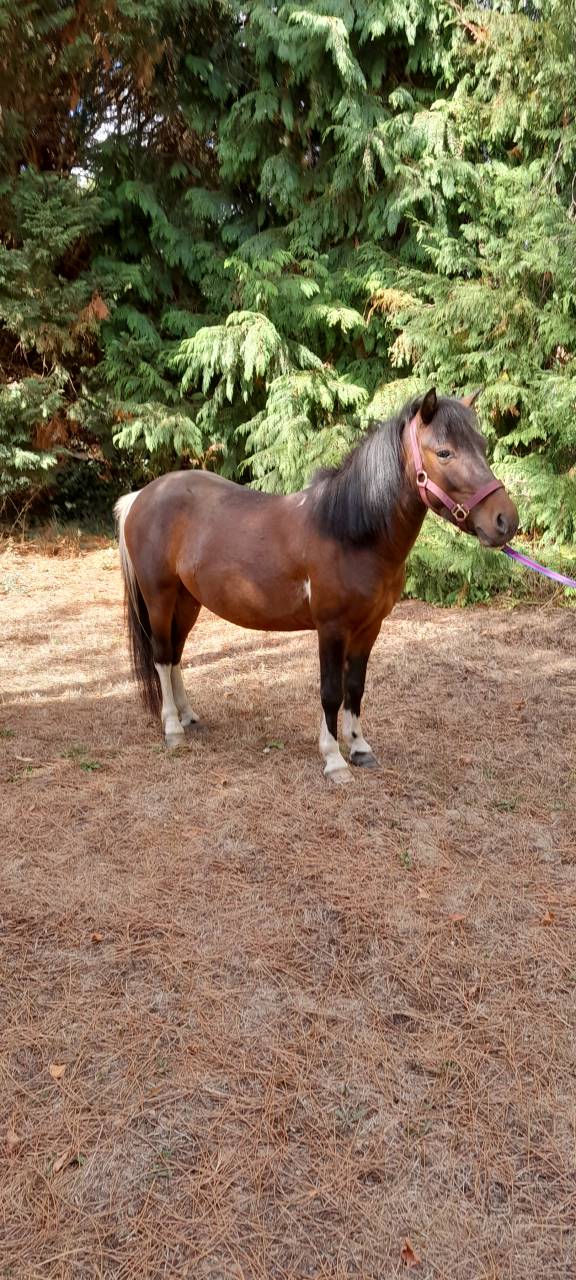 Gelding Welsh Pony (Section A) For sale 2022 Coloured