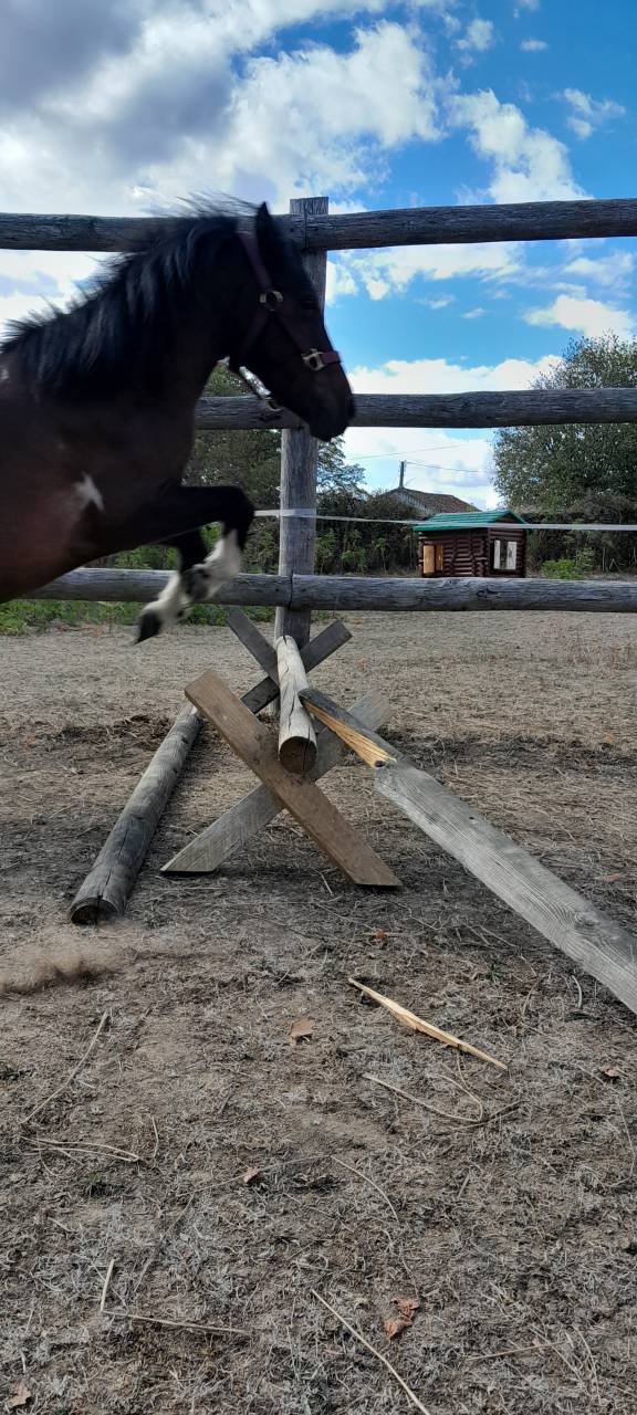 Gelding Welsh Pony (Section A) For sale 2022 Coloured