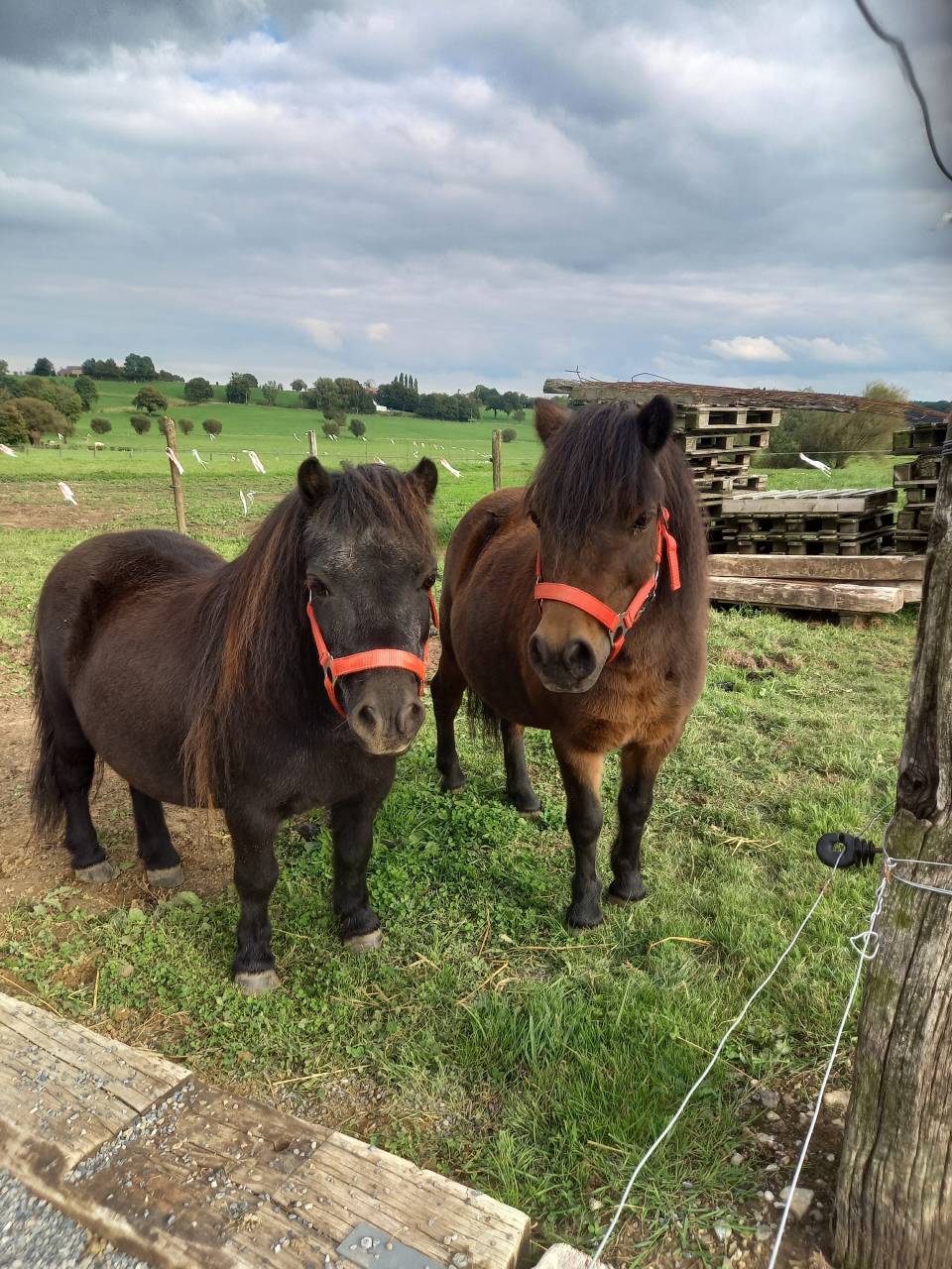 Mare Shetland Pony For sale 2009 Bay
