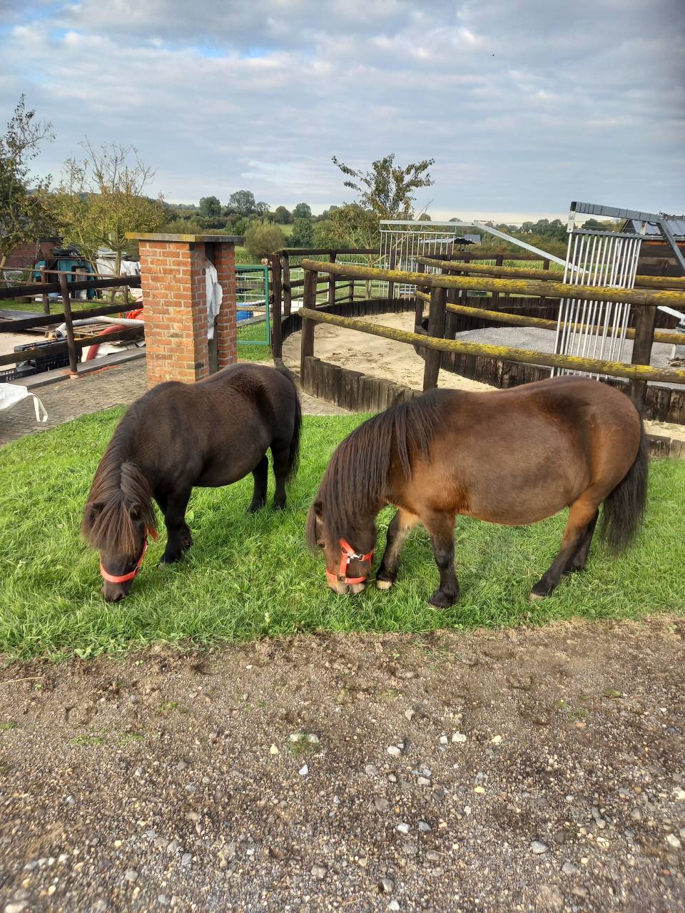 Mare Shetland Pony For sale 2009 Bay