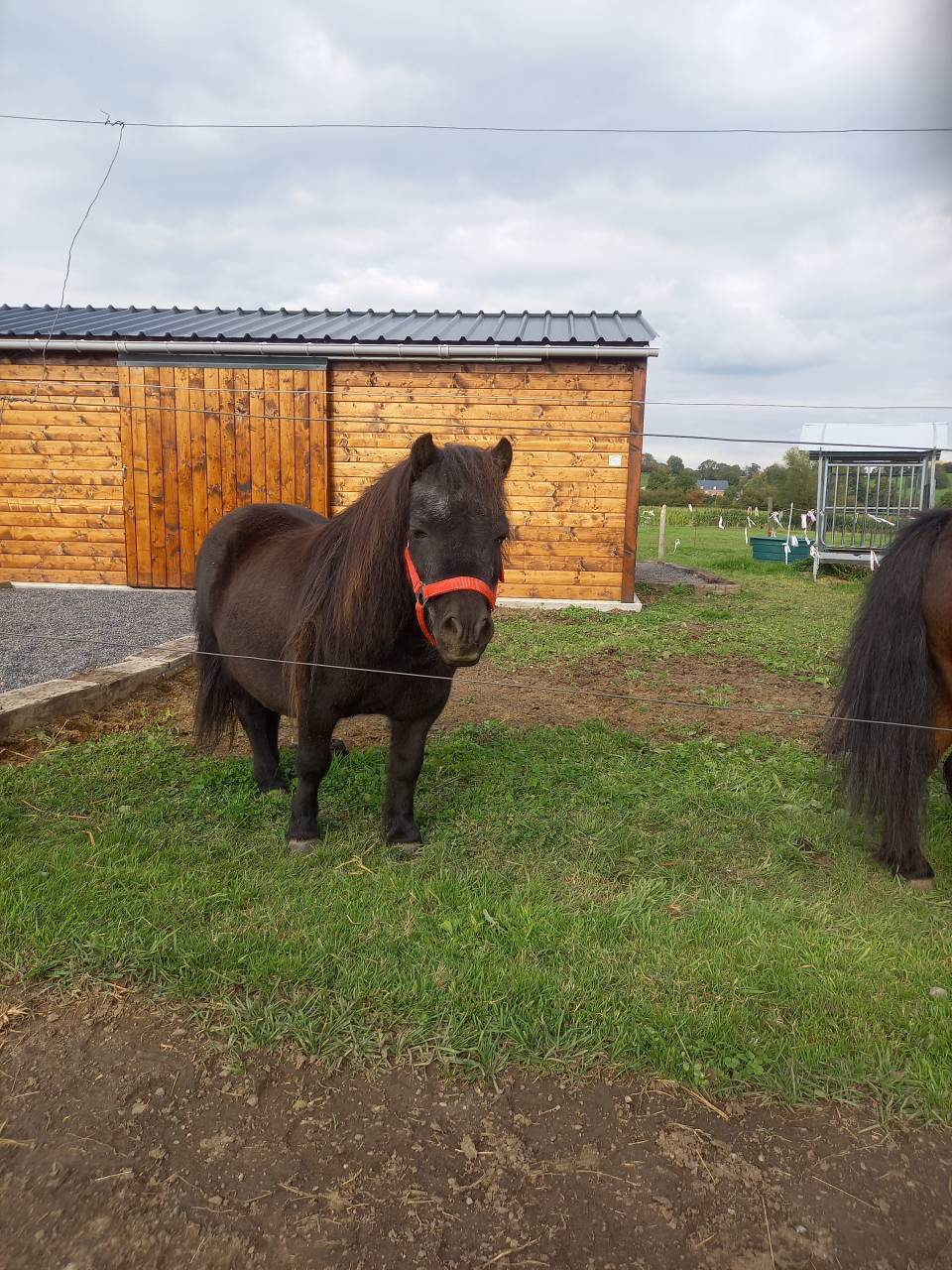 Mare Shetland Pony For sale 2009 Bay