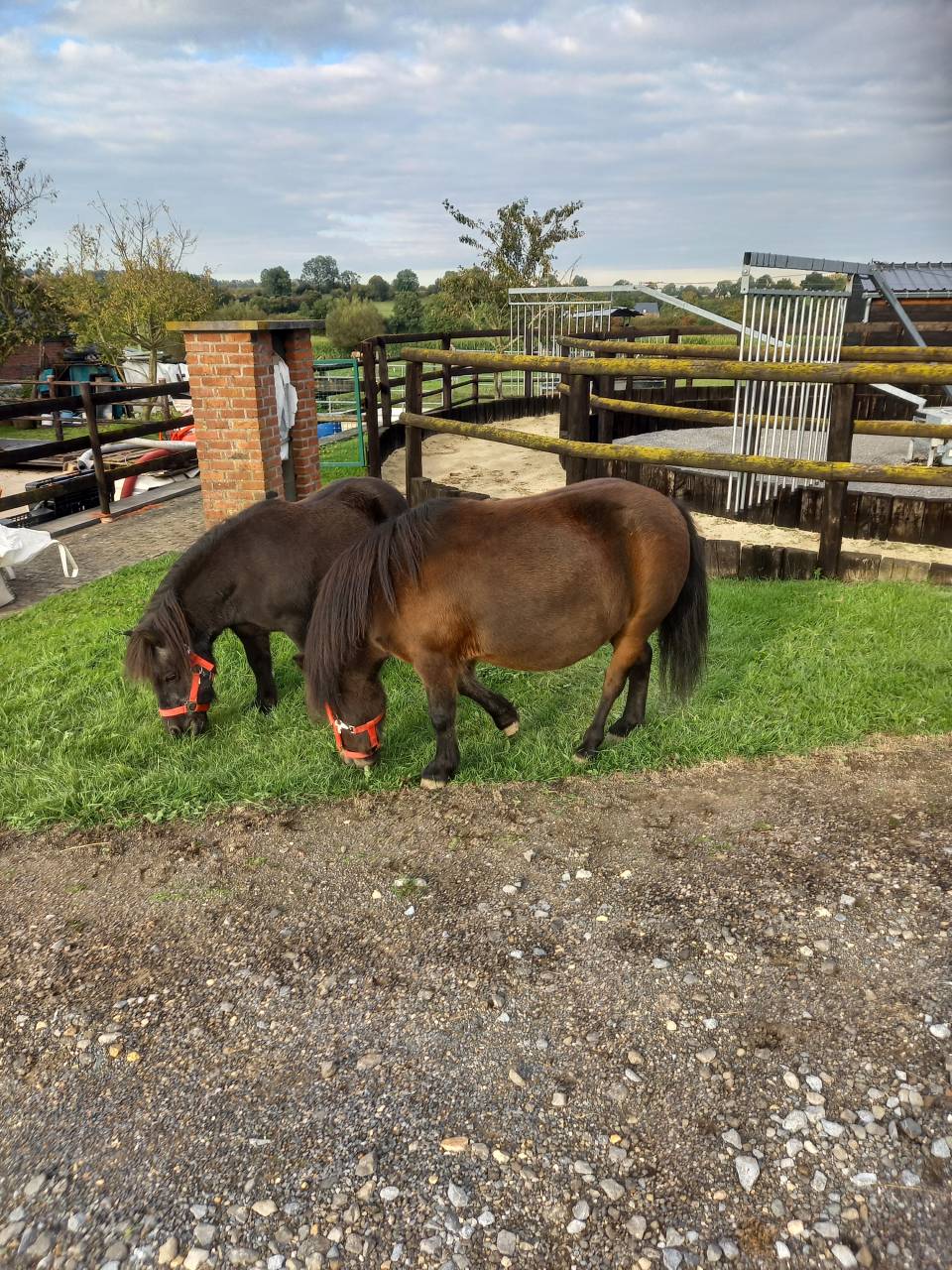 Mare Shetland Pony For sale 2009 Bay