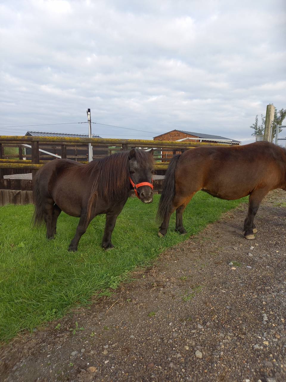Mare Shetland Pony For sale 2009 Bay