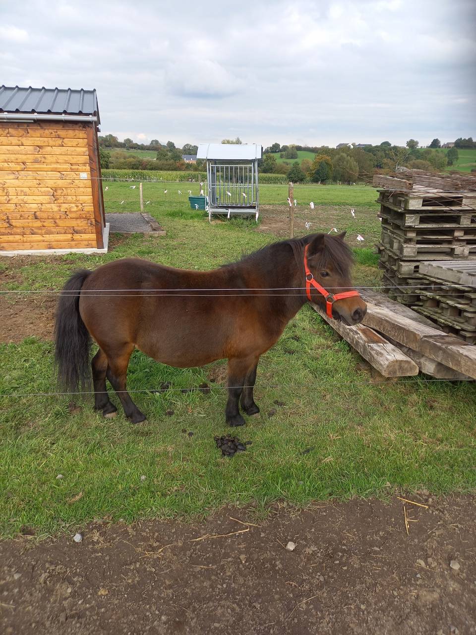 Mare Shetland Pony For sale 2009 Bay