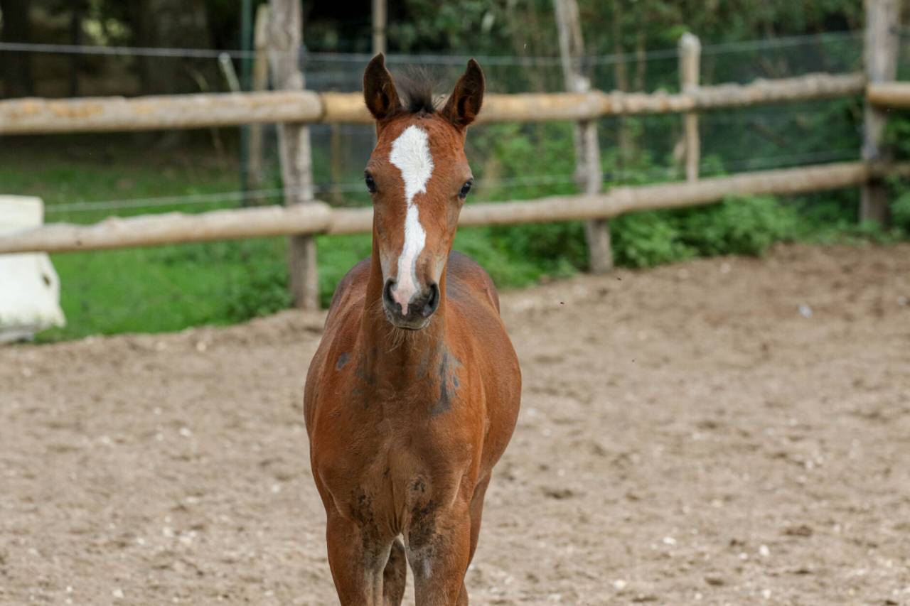 Colt Welsh Part Bred For sale 2025 Bay
