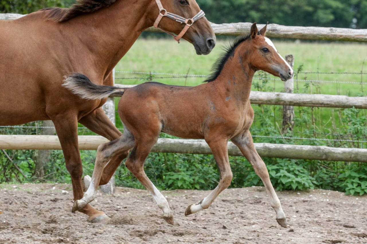 Colt Welsh Part Bred For sale 2025 Bay