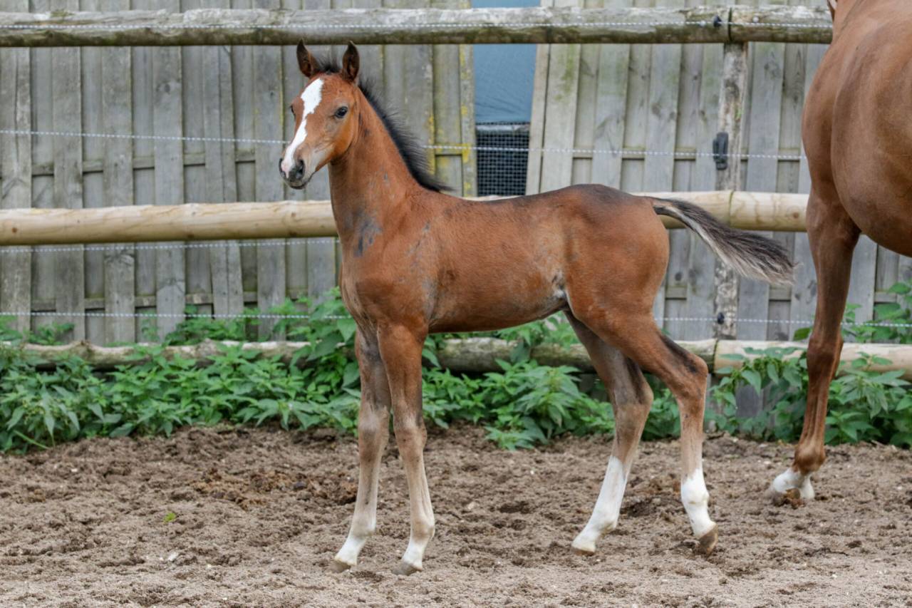 Colt Welsh Part Bred For sale 2025 Bay