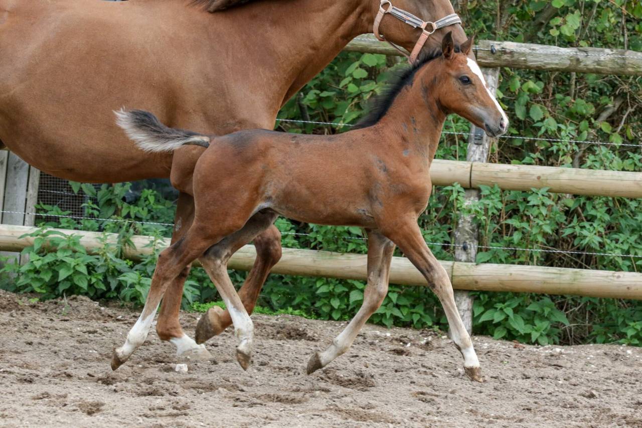 Colt Welsh Part Bred For sale 2025 Bay