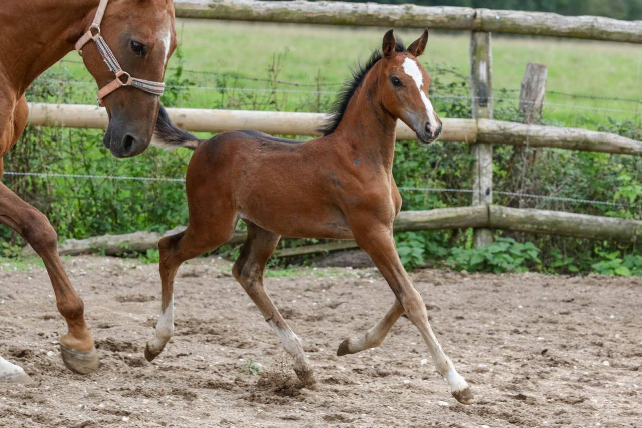 Colt Welsh Part Bred For sale 2025 Bay