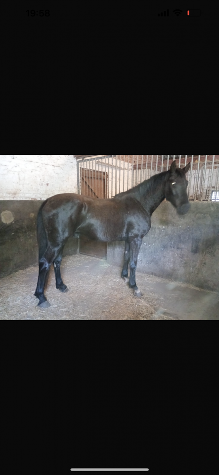 Gelding Zangersheide For sale 2022 Black
