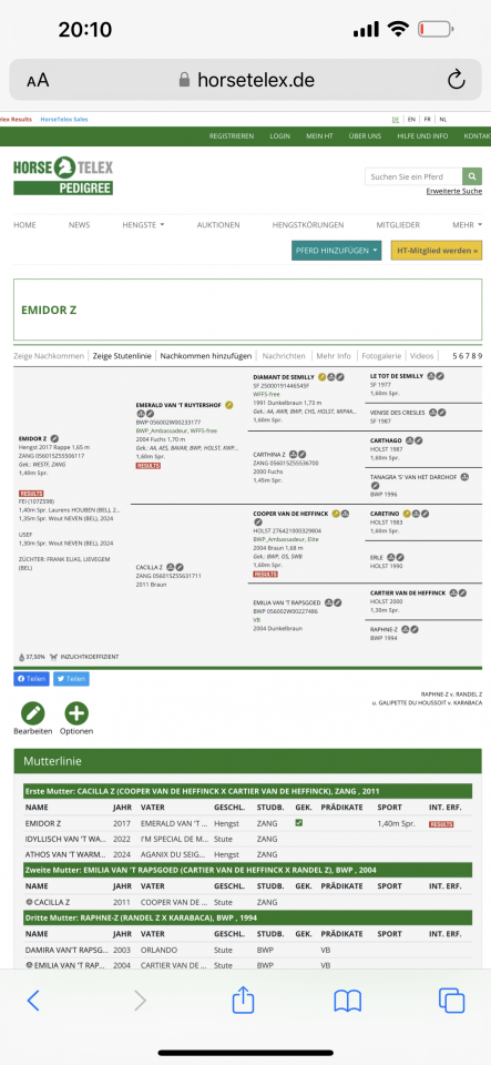 Gelding Zangersheide For sale 2022 Black