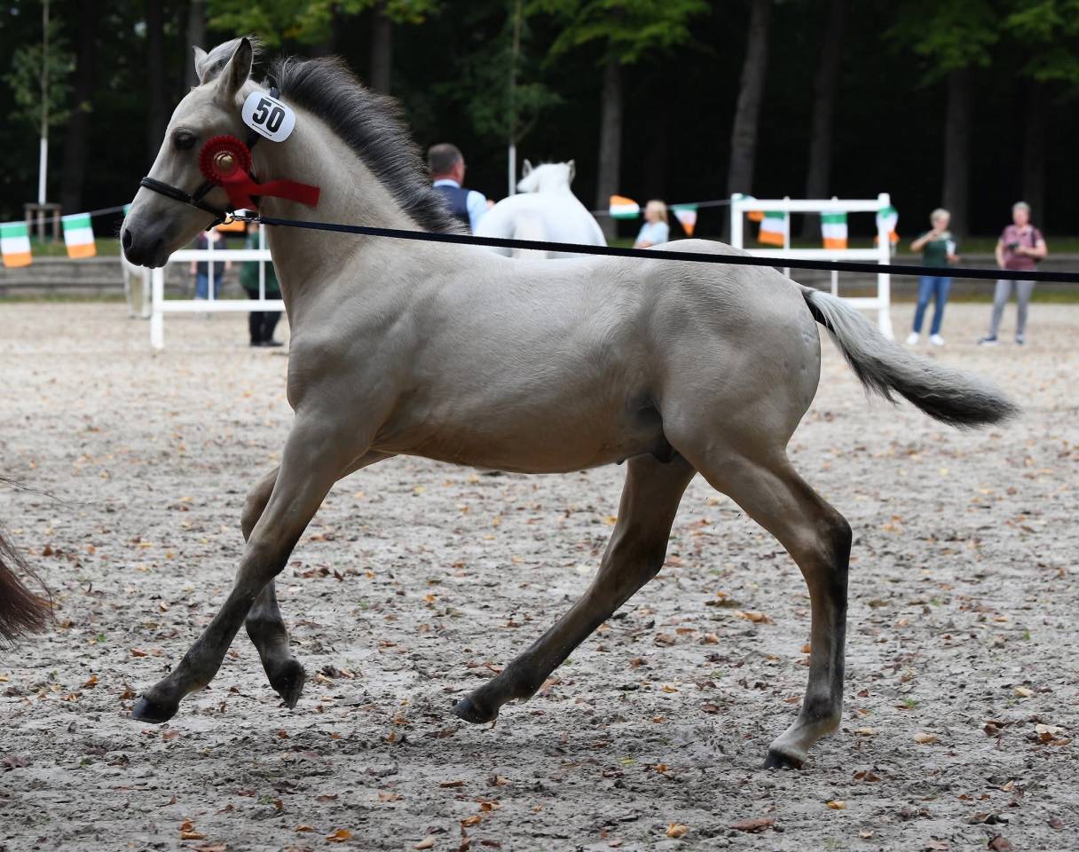 Colt Connemara For sale 2025 Buckskin