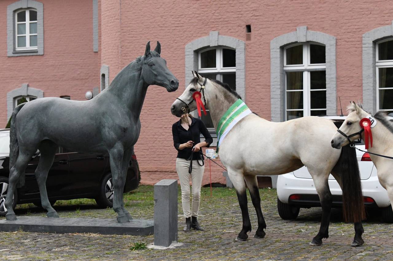 Colt Connemara For sale 2025 Buckskin