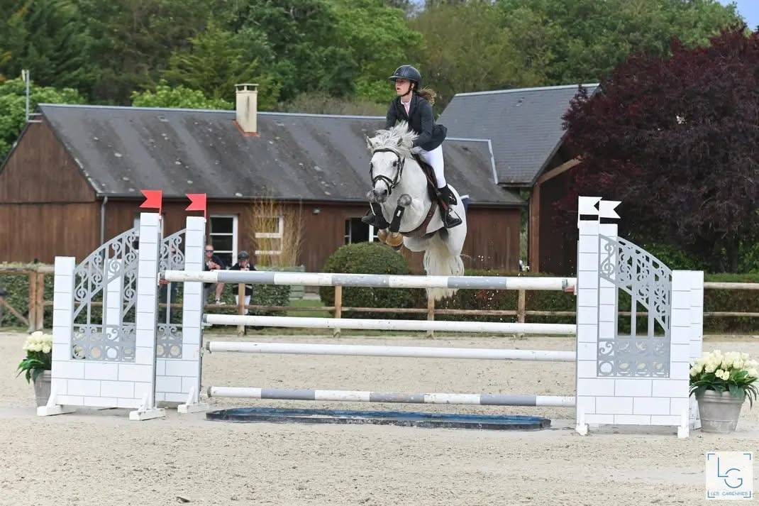 Colt Connemara For sale 2025 Buckskin