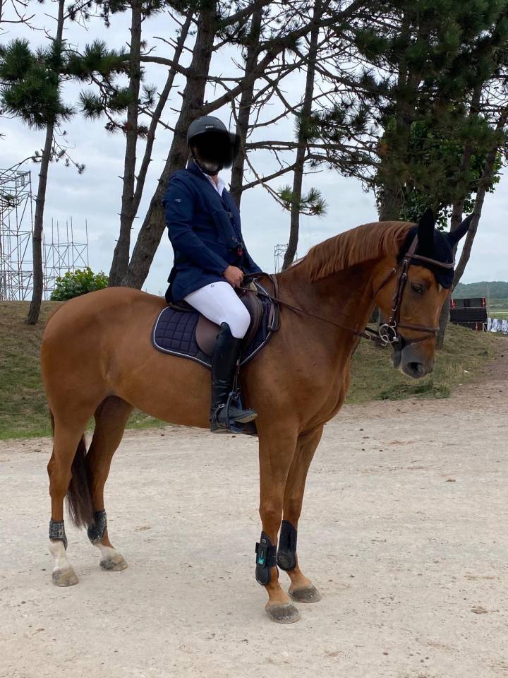 Mare Selle Français For sale 2013 Chesnut