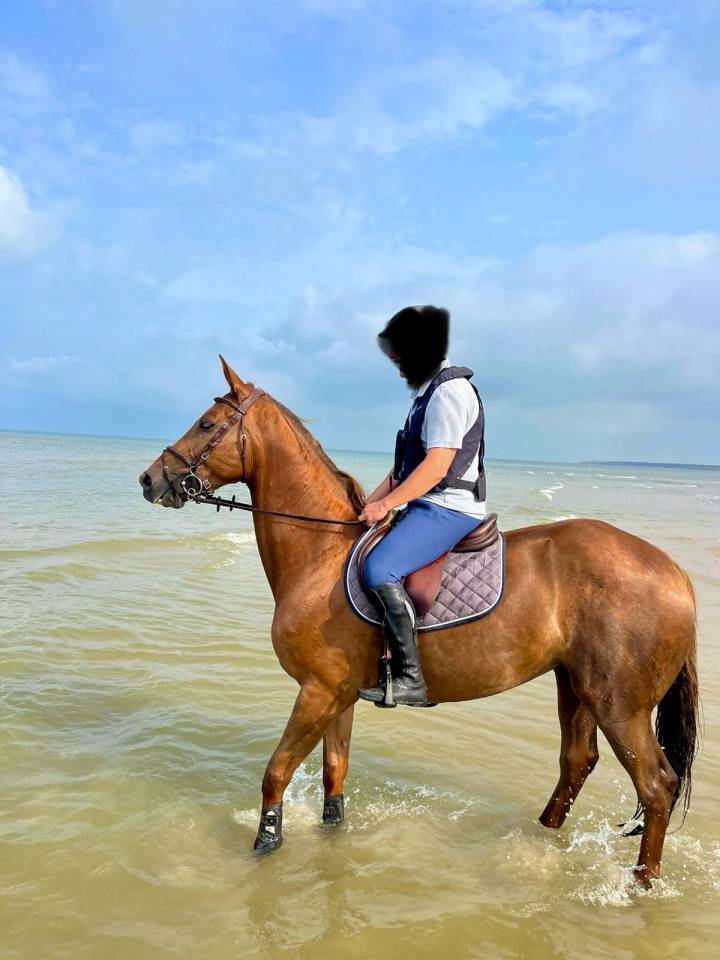 Mare Selle Français For sale 2013 Chesnut