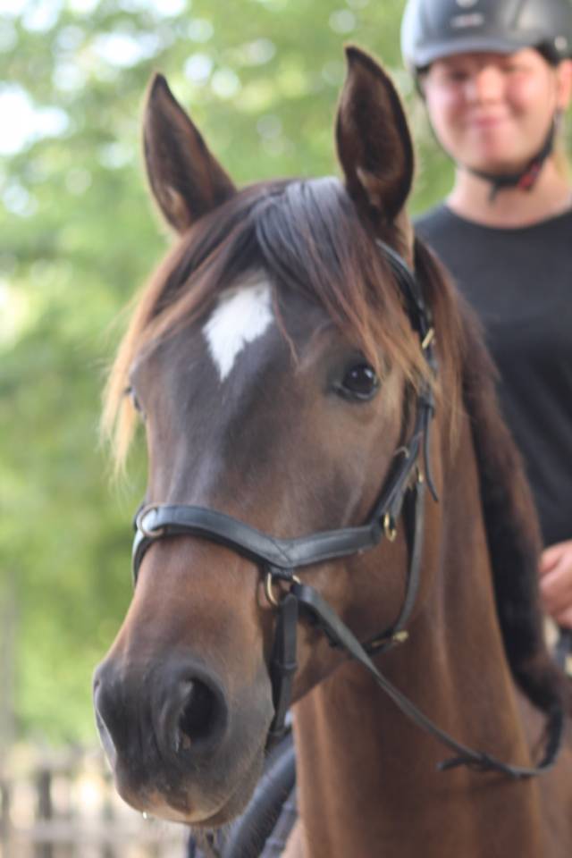 ✨Beautiful European-anglo-arab for sale✨