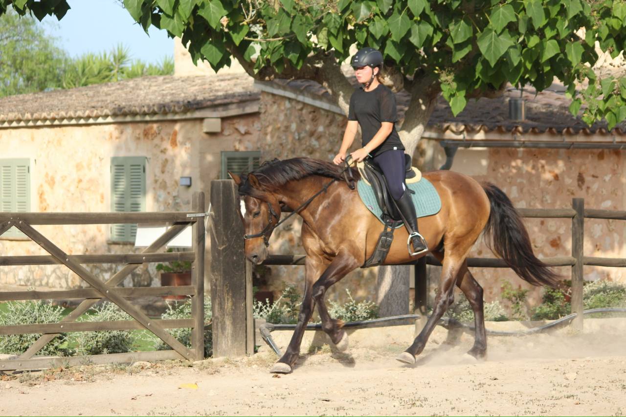 ✨Beautiful European-anglo-arab for sale✨