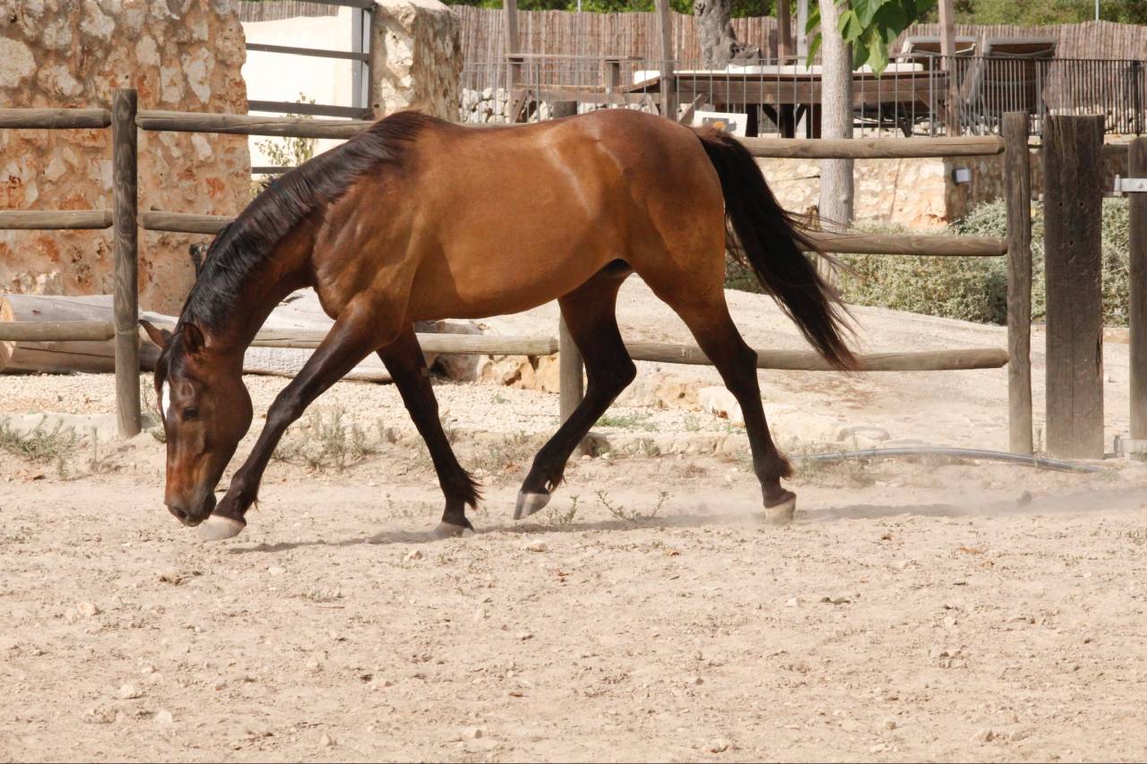 ✨Beautiful European-anglo-arab for sale✨