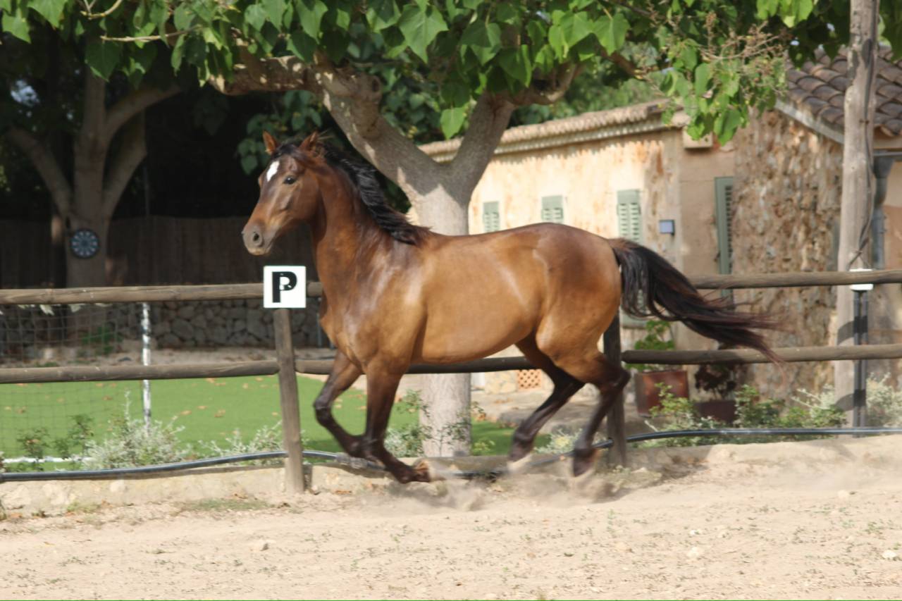 ✨Beautiful European-anglo-arab for sale✨
