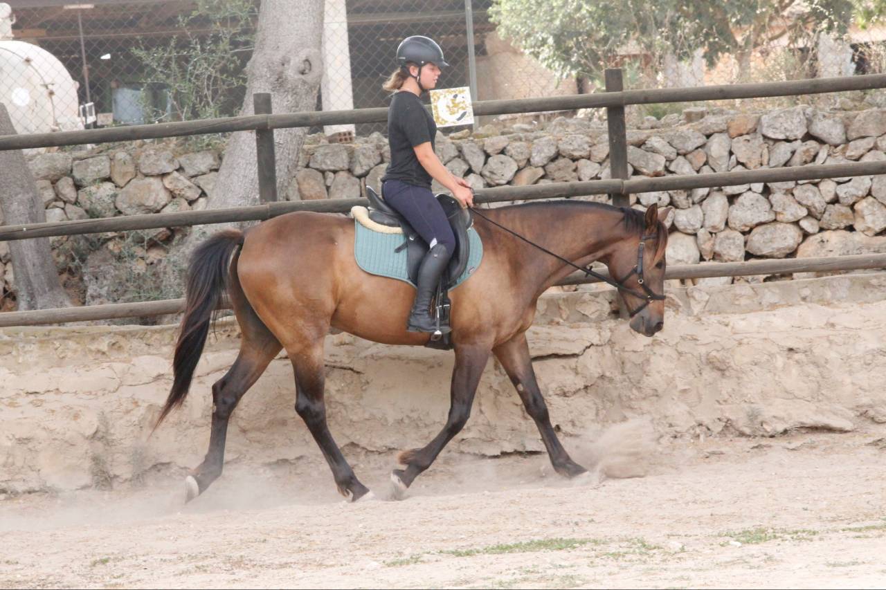 ✨Beautiful European-anglo-arab for sale✨