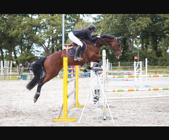 Mare Selle Français For sale 2015 Bay