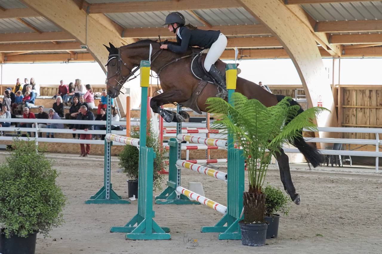 Mare Selle Français For sale 2015 Bay