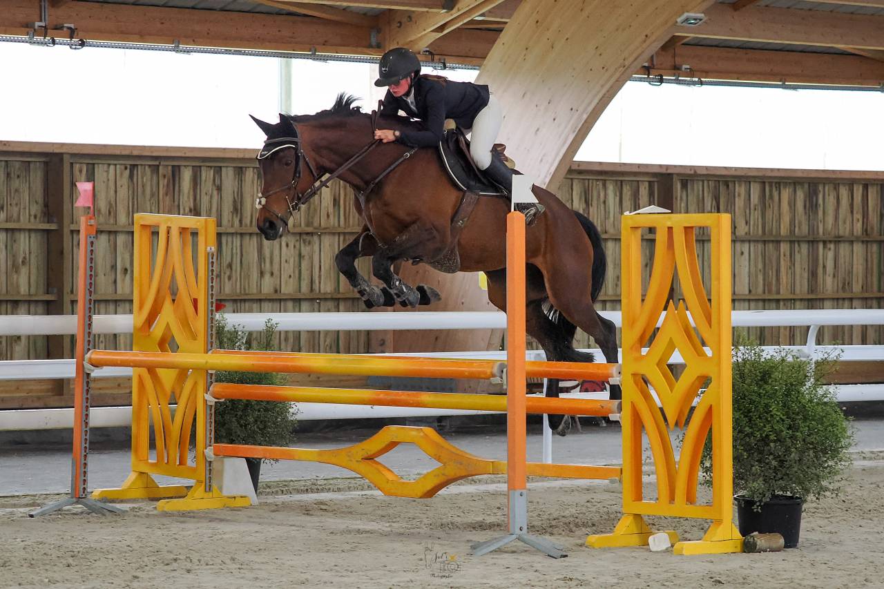 Mare Selle Français For sale 2015 Bay