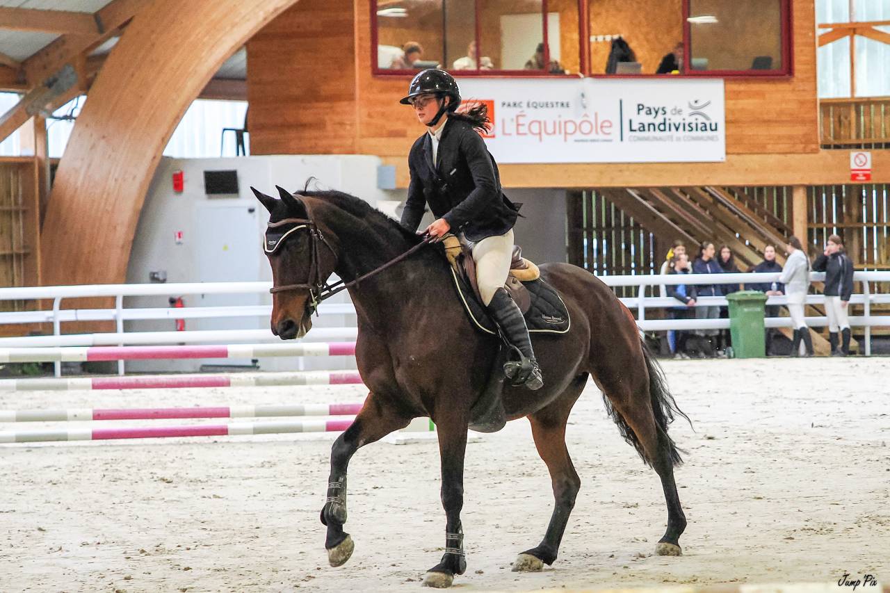 Mare Selle Français For sale 2015 Bay