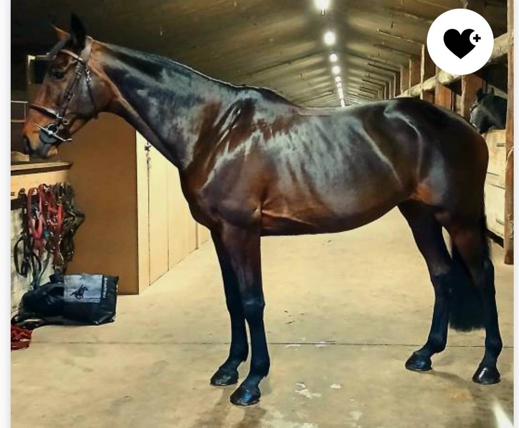 Mare Selle Français For sale 2015 Bay