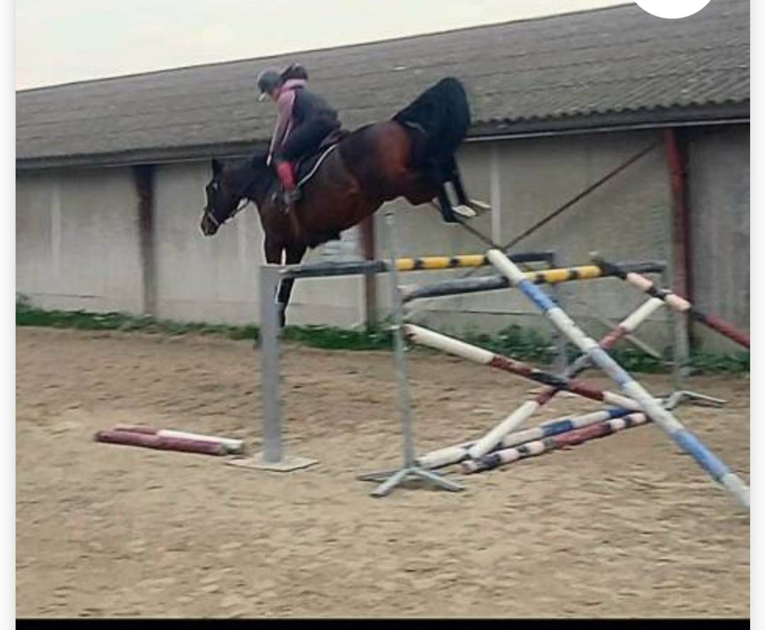 Mare Selle Français For sale 2015 Bay