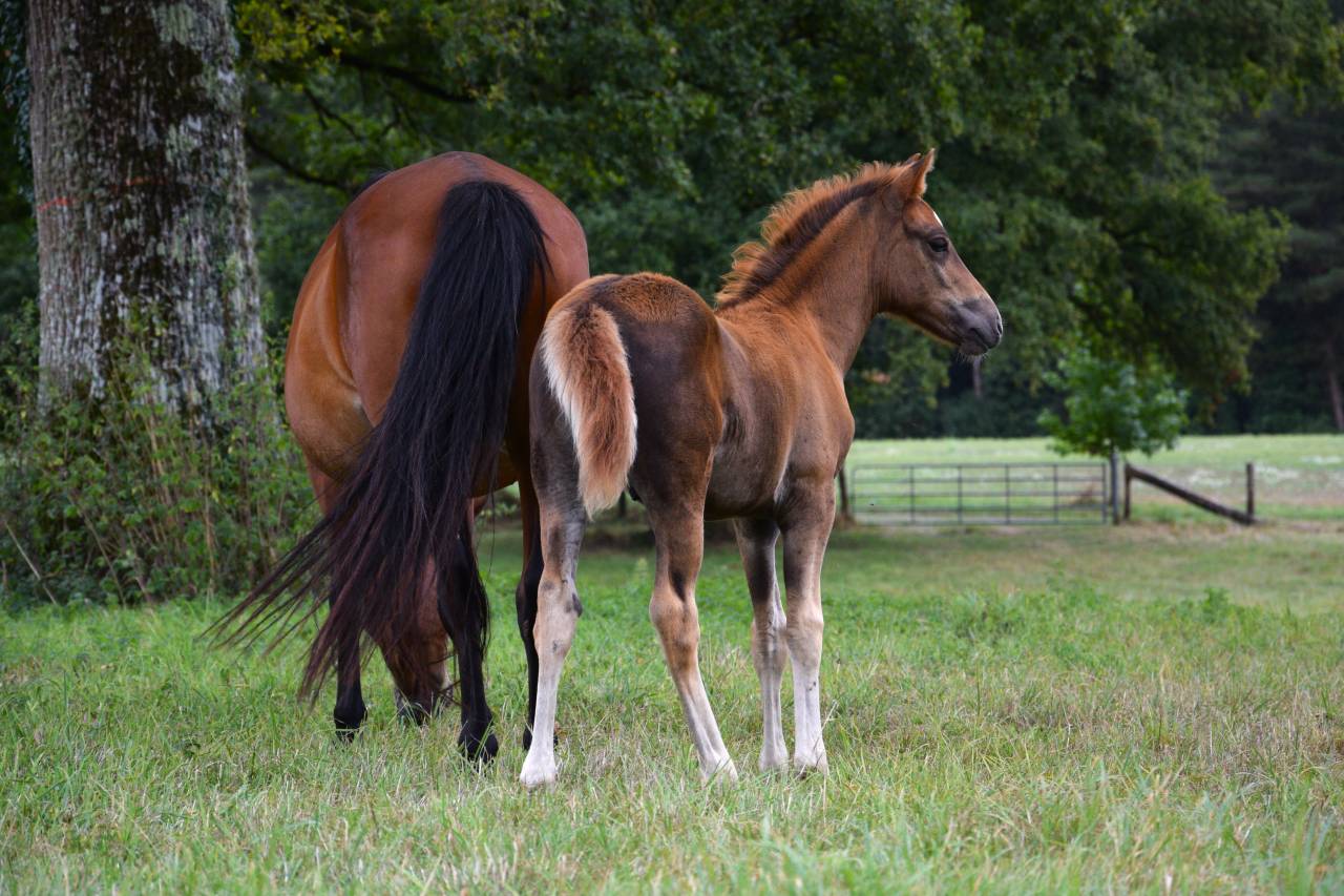 Colt New Forest For sale 2025 Liver chestnut