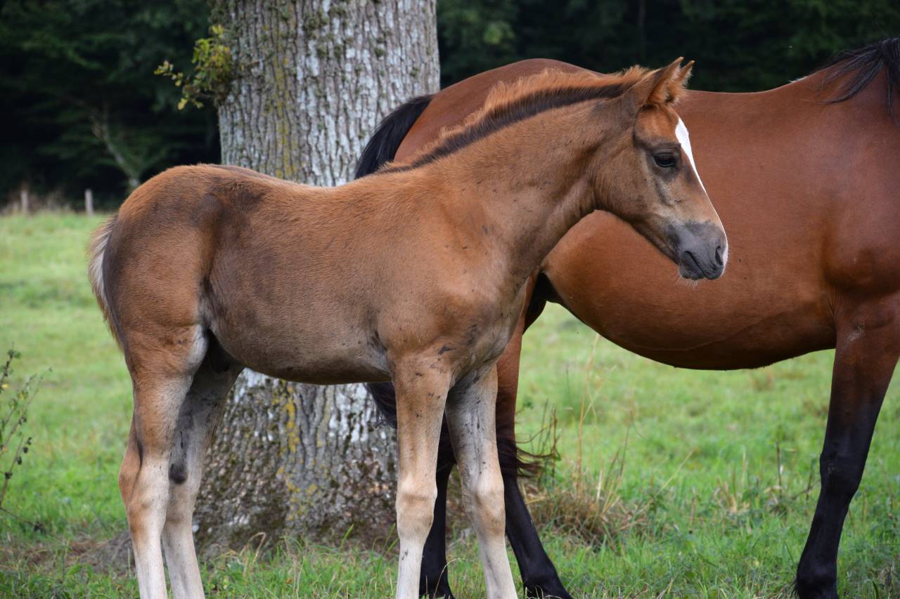 Colt New Forest For sale 2025 Liver chestnut