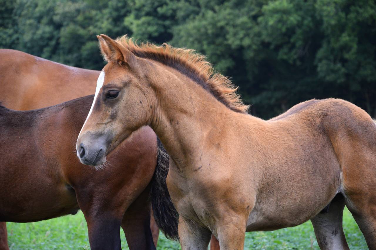 Colt New Forest For sale 2025 Liver chestnut