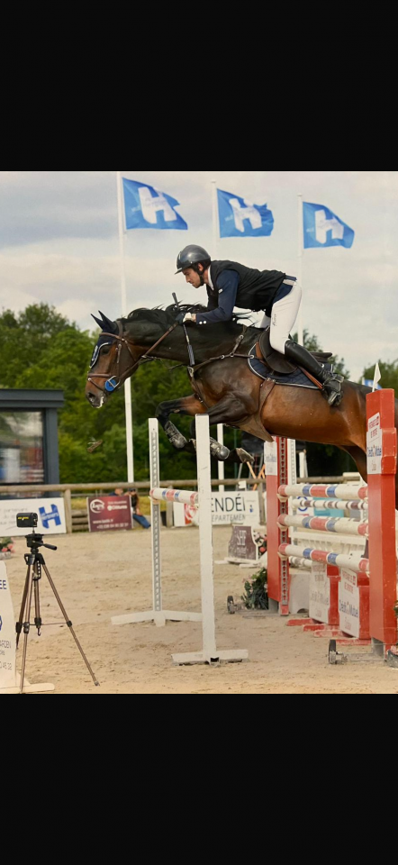 Mare Selle Français For sale 2018 Dark Bay